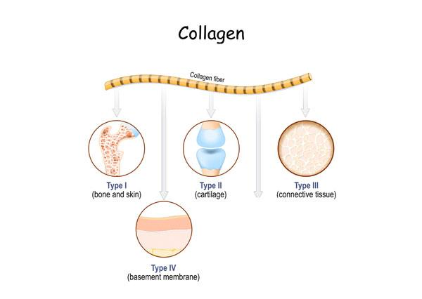 tip kolagena