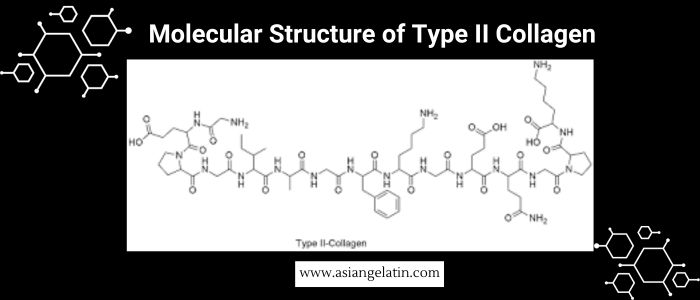 Type 2 collagen  (3)