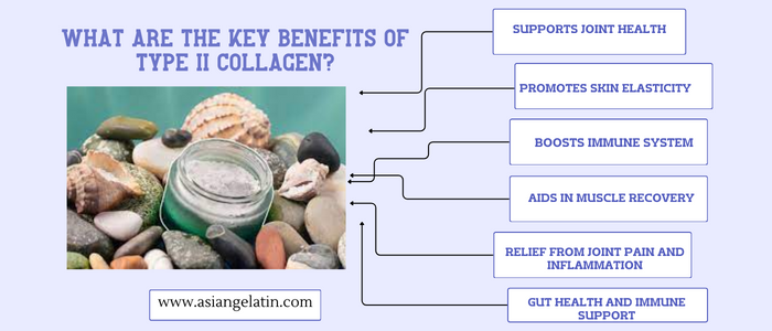 Type II Collagen