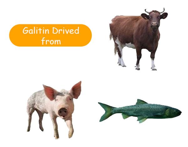 bovine and fish gelatin