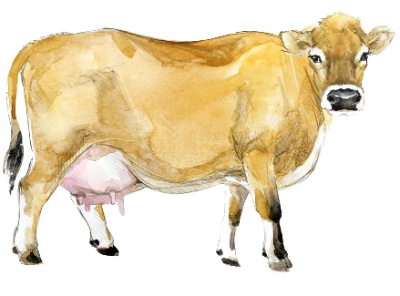 bovine gelatin