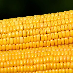 Best Price for 99% Purity Corn Zein Peptide Powder Food Grade Zein